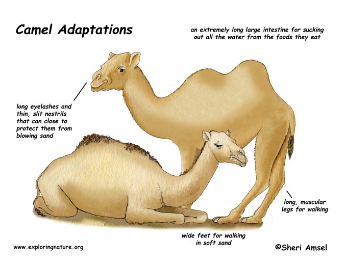 adapation_camel