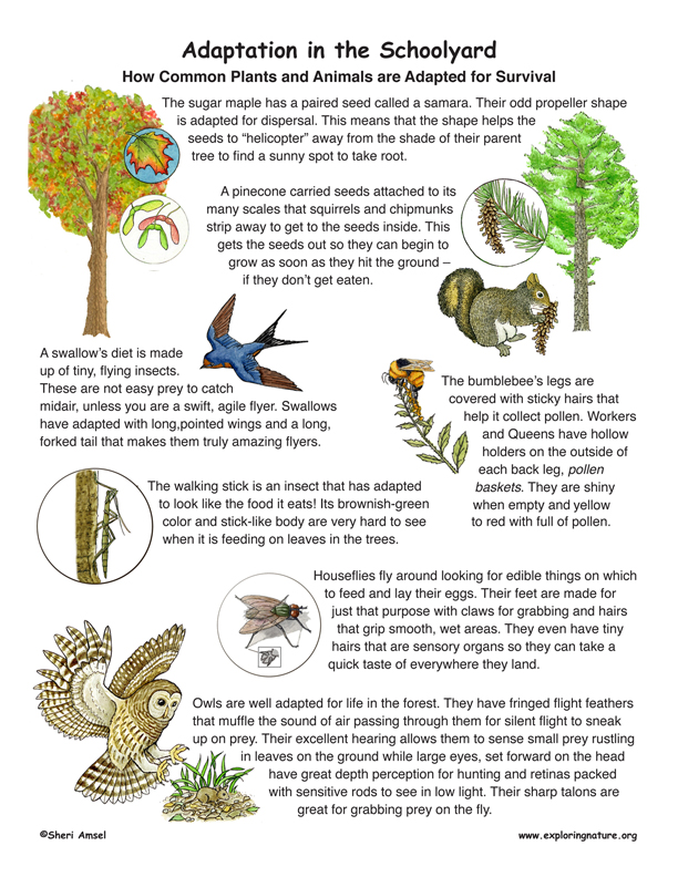 Animal Adaptation poster